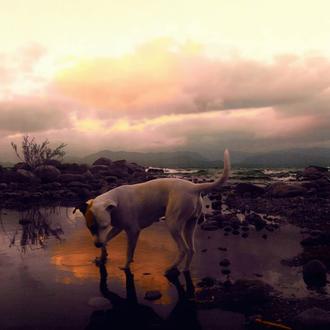 Un viaje a vista de perro: La Ruta de los …