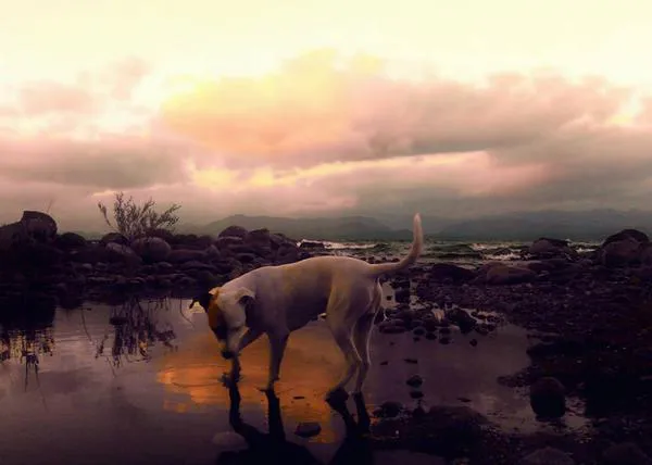 Un viaje a vista de perro: La Ruta de los Vagabundos Celestes