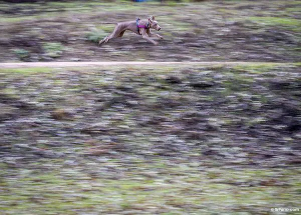 La UE avanza hacia una normativa común sobre el bienestar de perros y gatos, dejando atrás a los perros de caza y trabajo