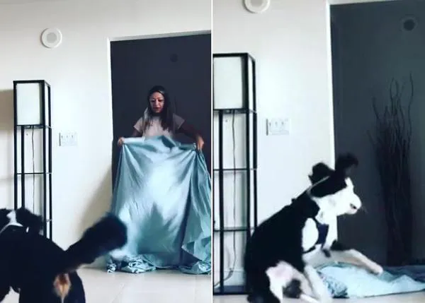 Las mejores versiones fallidas del viral perruno del verano: #whatthefluff