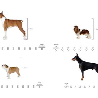 Razas de perros y sensibilidad al dolor: del Chihuahua al …