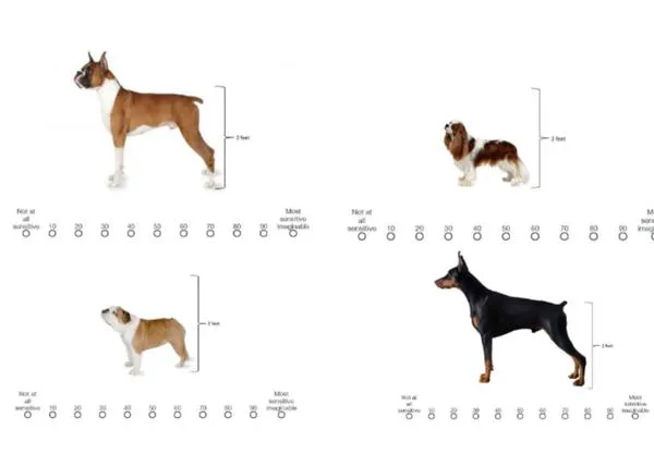 Razas de perros y sensibilidad al dolor: del Chihuahua al Labrador Retriever