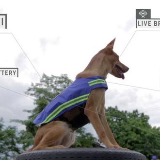 La tecnología que convierte a perros 