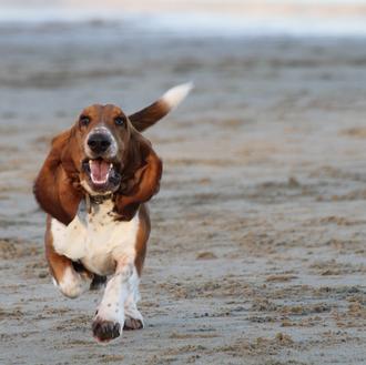 Las orejas caídas de los perros y el síndrome de …