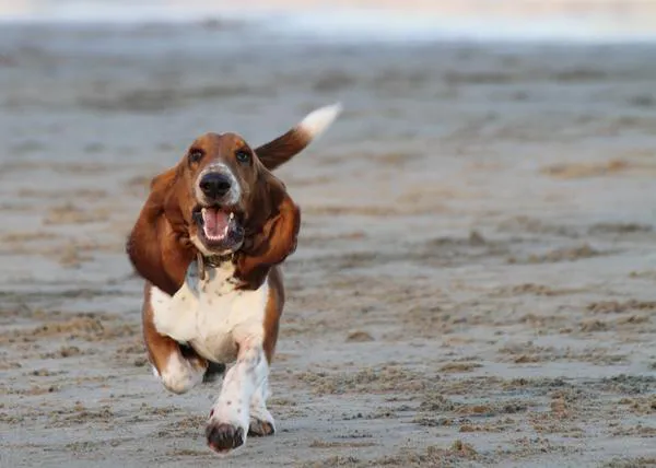 Las orejas caídas de los perros y el síndrome de la domesticación