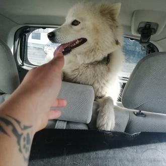 Una perra maltratada a salvo gracias al vídeo que grabó …