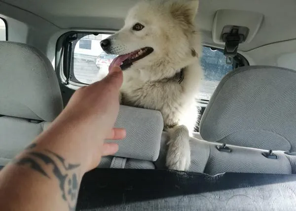 Una perra maltratada a salvo gracias al vídeo que grabó un vecino y a la denuncia de varias asociaciones