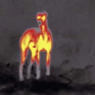 En ERA Rescate Animal necesitan visores nocturnos para salvar a …