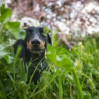 Parásitos internos en perros: por qué son peligrosos y cómo …