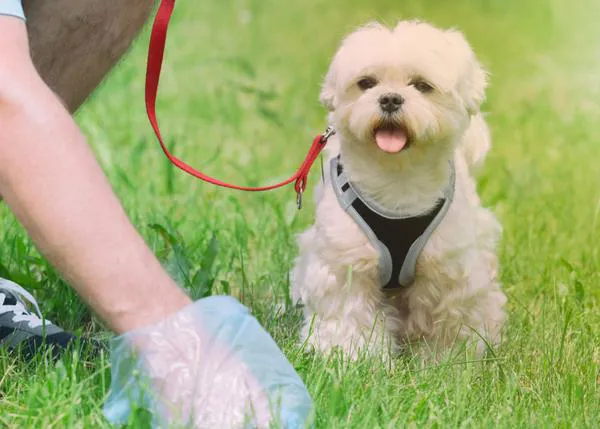 El Ayuntamiento de Galapagar, en Madrid, multa a un vecino 750€ por no recoger las cacas de su perro