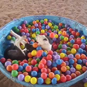 El baile de los perros adoptados, el baile de los …
