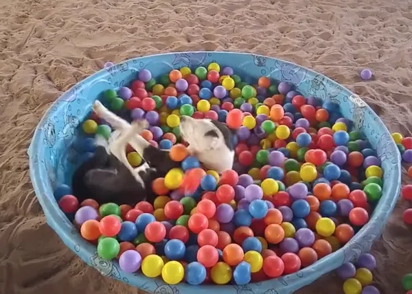 El baile de los perros adoptados, el baile de los que aún esperan encontrar un hogar