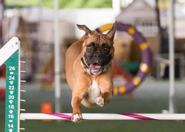Épicos fails caninos en competiciones diversas: porque lo importante no es ganar sino disfrutar