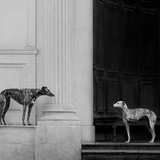 Los Galgos (y muchos otros perretes guapos) brillan en los …