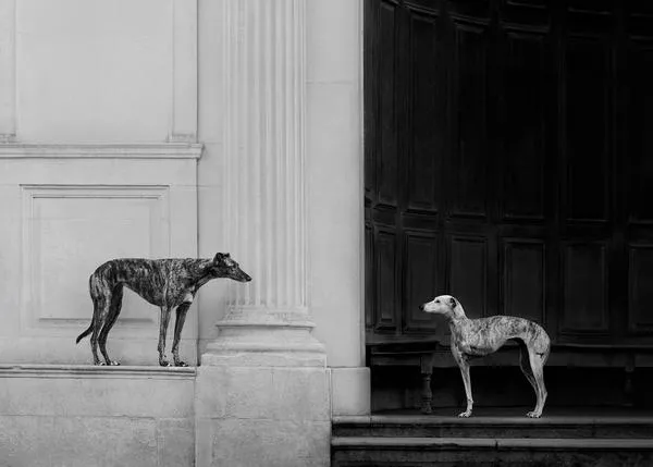 Los Galgos (y muchos otros perretes guapos) brillan en los