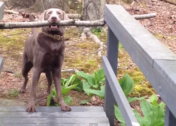 ¡No sin mi palo! Un perro requetelisto aplicando la maña canina