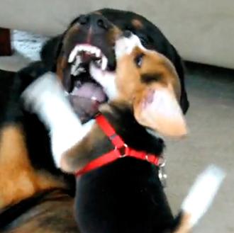 La pelea genera sonrisas: un cachorro de Beagle y un …