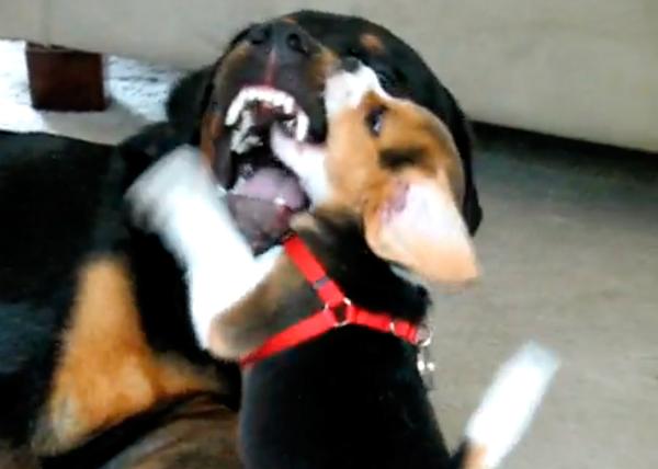 La pelea genera sonrisas: un cachorro de Beagle y un Rottweiler