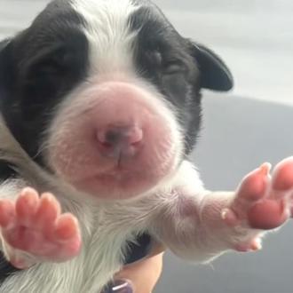 Rescatan a un cachorro recién nacido ¡¡al que habían tirado …