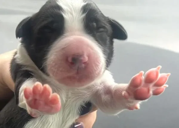 Rescatan a un cachorro recién nacido ¡¡al que habían tirado, dentro de una bolsa, a un contenedor subterráneo!!
