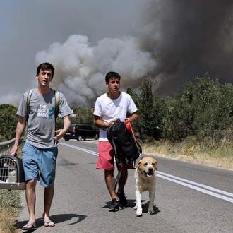 Hospitales de campaña y veterinarios solidarios: así ayudan a los …
