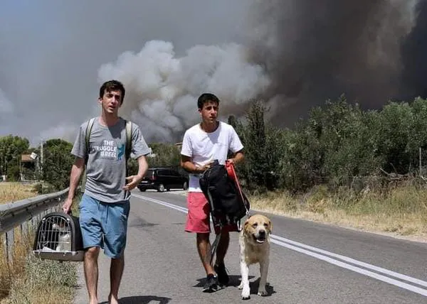 Hospitales de campaña y veterinarios solidarios: así ayudan a los animales afectados por los incendios en Grecia