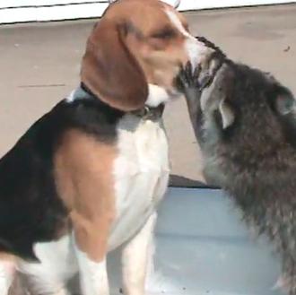 Clases de paciencia perruna III: Un Beagle y un mapache