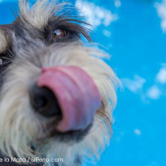 ¡VaCANciones gratis! Participa en el concurso de verano de SrPerro …