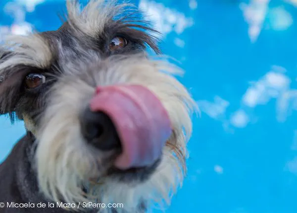 ¡VaCANciones gratis! Participa en el concurso de verano de SrPerro con Camping Castell Mar