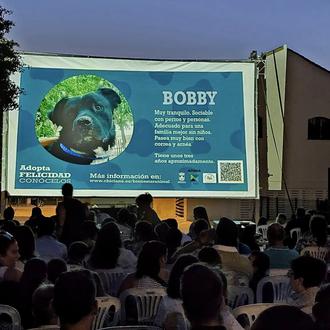 Imágenes de perros y gatos en adopción antes de las …