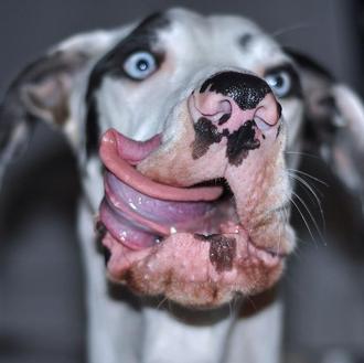 El perro de las mil caras: Mutka, un Gran Danés …