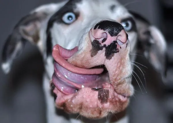 El perro de las mil caras: Mutka, un Gran Danés que genera sonrisas