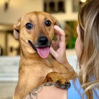 Los animales ya pueden ser enterrados con sus familias en …