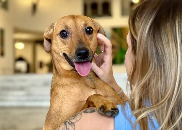 Los animales ya pueden ser enterrados con sus familias en São Paulo gracias a la  “Ley Bob Coveiro”