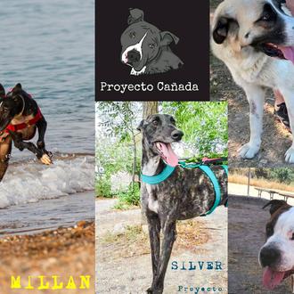 Proyecto Cañada: cuando el (gran) trabajo de unas pocas personas …