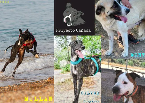Proyecto Cañada: cuando el (gran) trabajo de unas pocas personas mejora el mundo de muchos perros