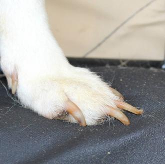 Unas Shiba Inu que crecieron en una granja de cachorros …