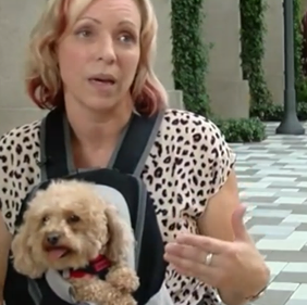 Un Caniche Toy, perro de alerta médica, salva la vida …