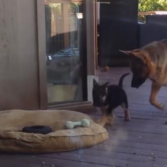A los cachorros también les toca dormir la siesta, aunque …