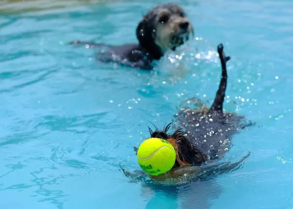 ¡Al agua canes! algunos de los pisci-perros más cool del verano