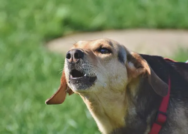 Ladridos a juicio: un hombre indemnizado con 3000 euros por los constantes ladridos del perro de su vecino