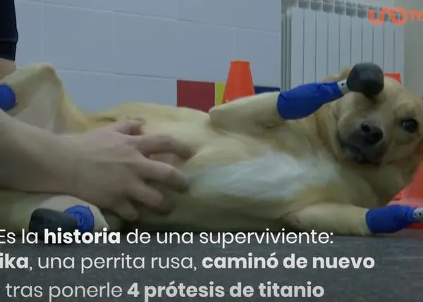 Una perra rescatada con las cuatro patas machacadas vuelve a andar gracias a una cuádruple prótesis
