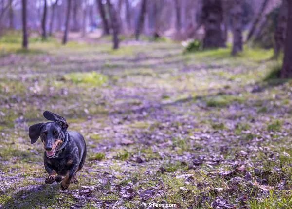El comercio de perros y gatos en la UE genera 1.300 millones de euros anualmente y emplea a 300.000 personas