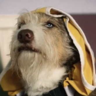 Un perro obsesionado por los calzoncillos de su humano, prota …