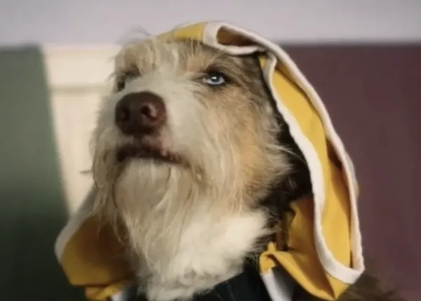 Un perro obsesionado por los calzoncillos de su humano, prota de una importante campaña de Dogs Trust