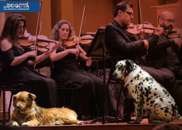 #AdoptaAlQueNadieAdopta: la Filarmónica de Bogotá ofrece un concierto especial con perros en adopción
