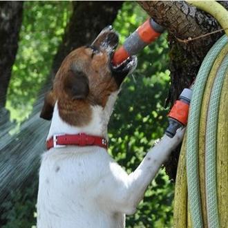Intoxicación por agua: ojo con los perros que beben agua …