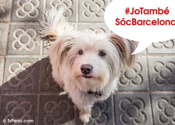 Barcelona y los perros: la lucha de Espai Gos y de los humanos perrunos para evitar convertirse en ciudadanos de segunda