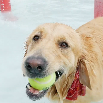 100 perros disfrutando como loquitos en una piscina... y las …