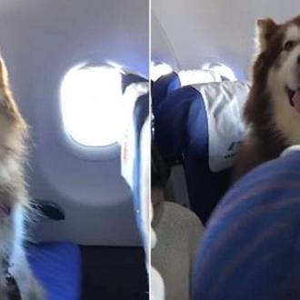 Un (gran) perro de apoyo emocional conquista a los pasajeros …